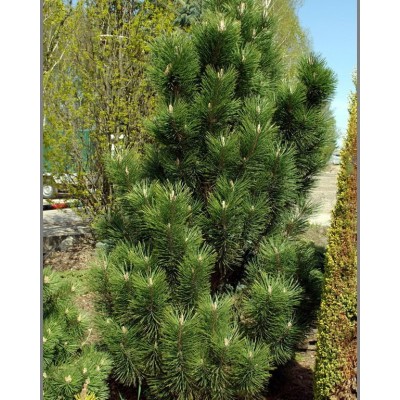 Сосна Черная Обелиск колоновидная Pinus Nigra Obelisk в Алматы питомник растений PLANTS